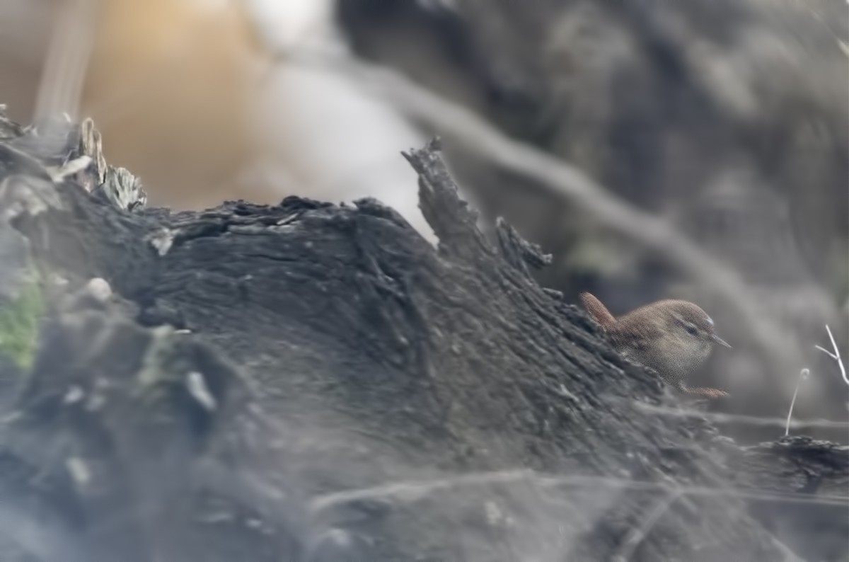 Northern Wren