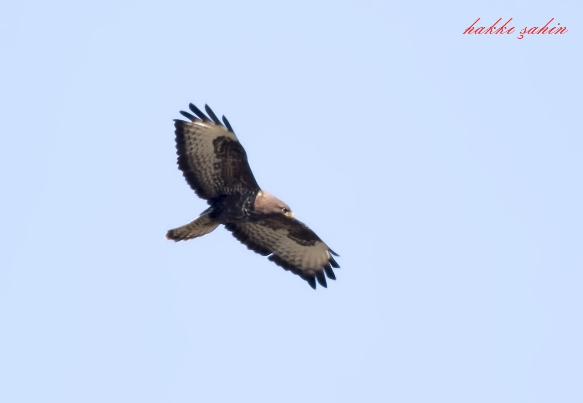 Eurasian Buzzard