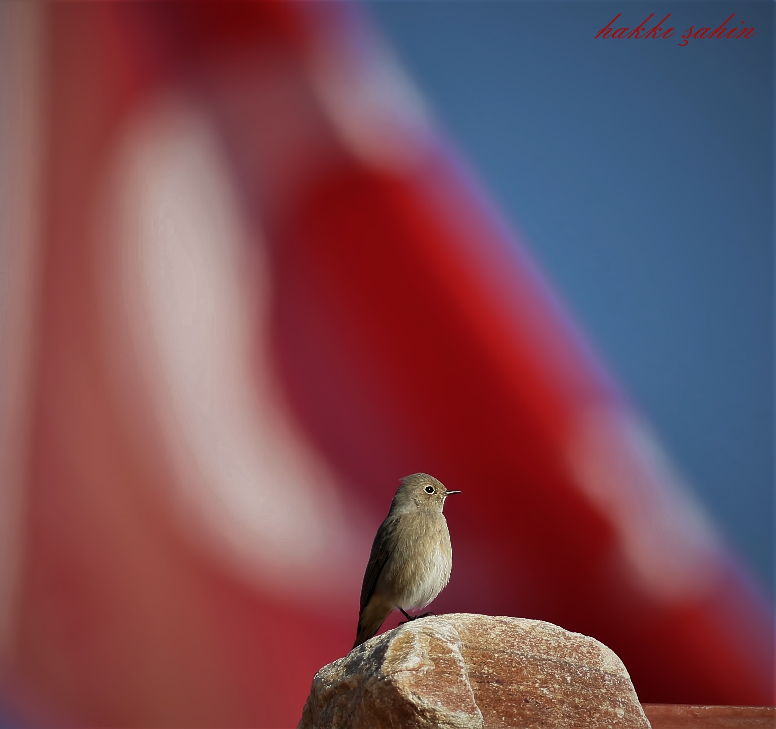 Black Redstart