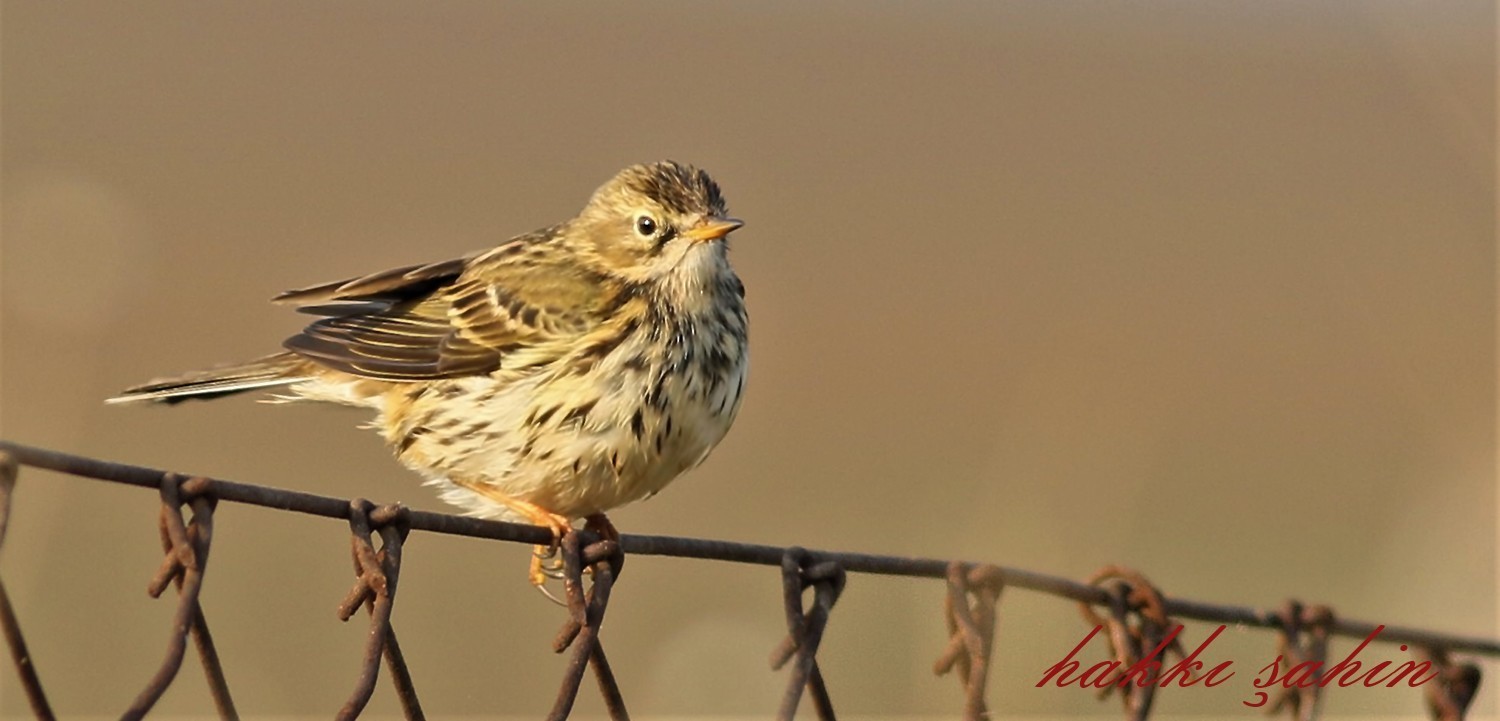 Meadow Pipit
