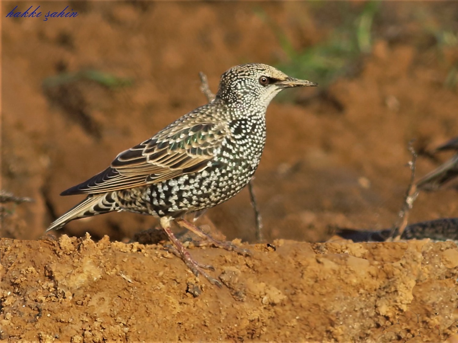 European Starling