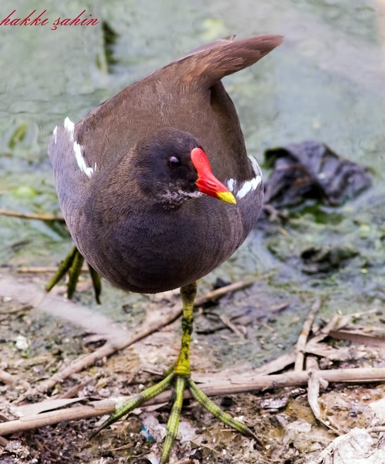Common Moorhen