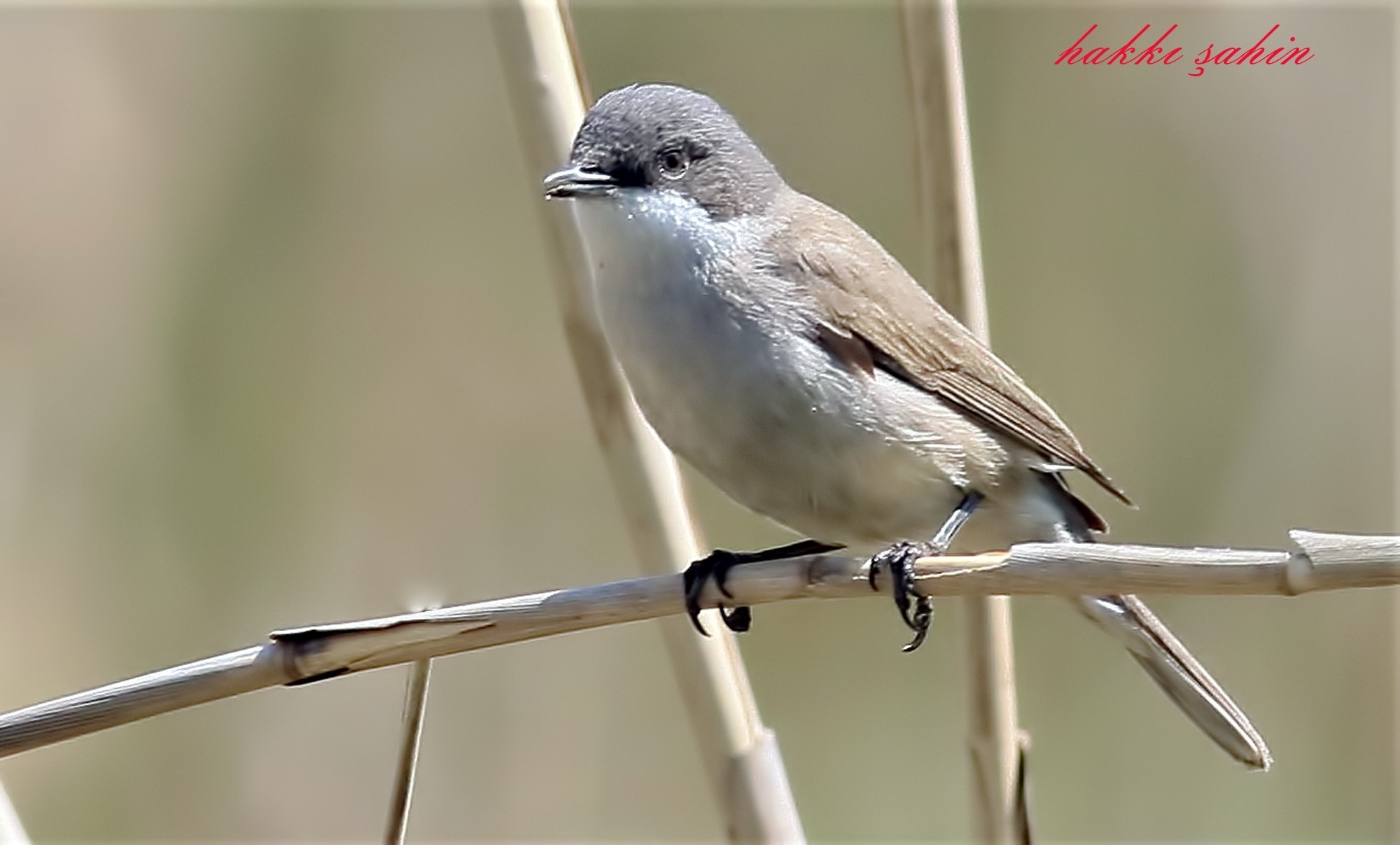 Lesser Whitethroat