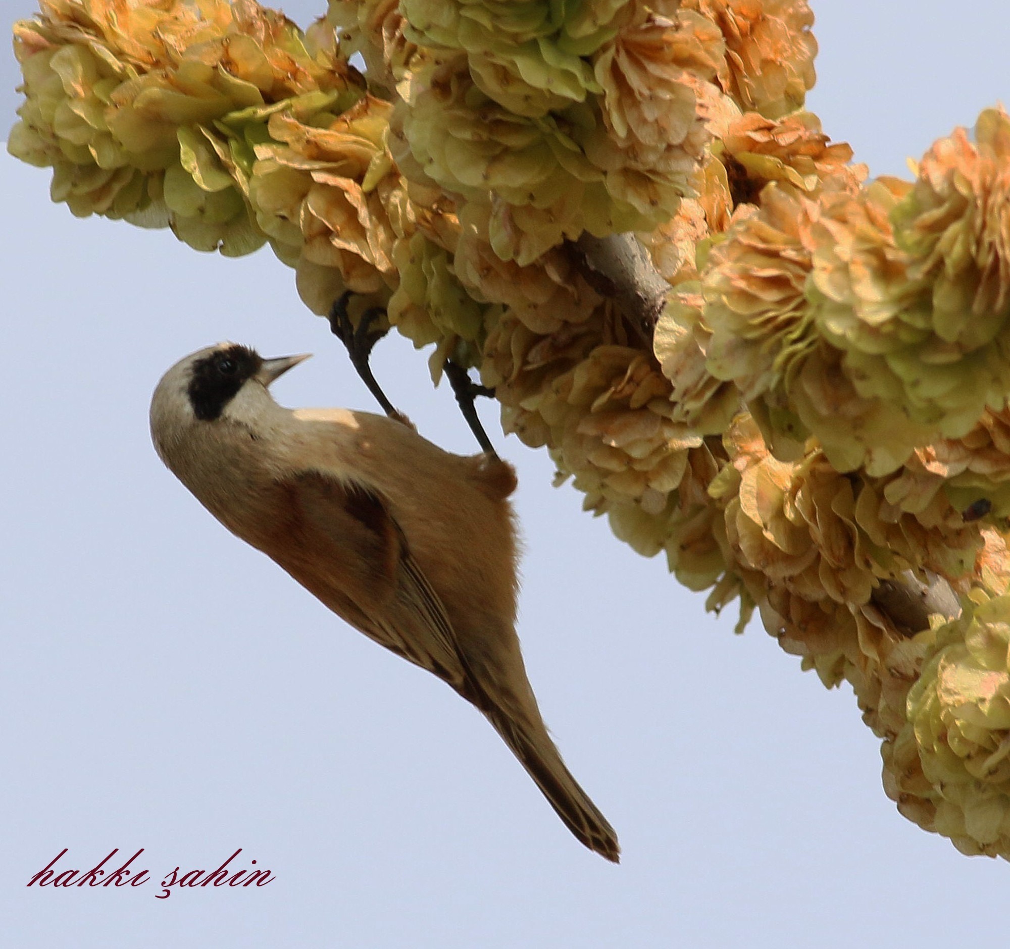 Eurasian Penduline-tit