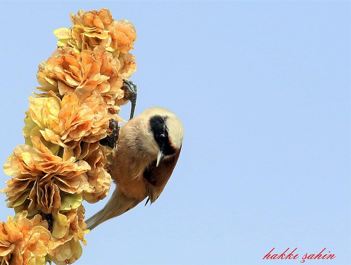 Eurasian Penduline-Tit
