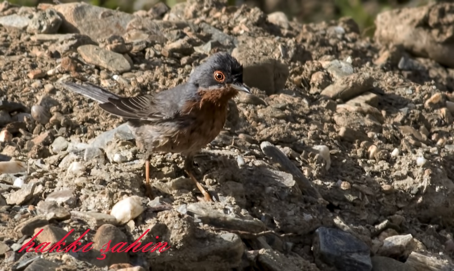 Subalpine Warbler