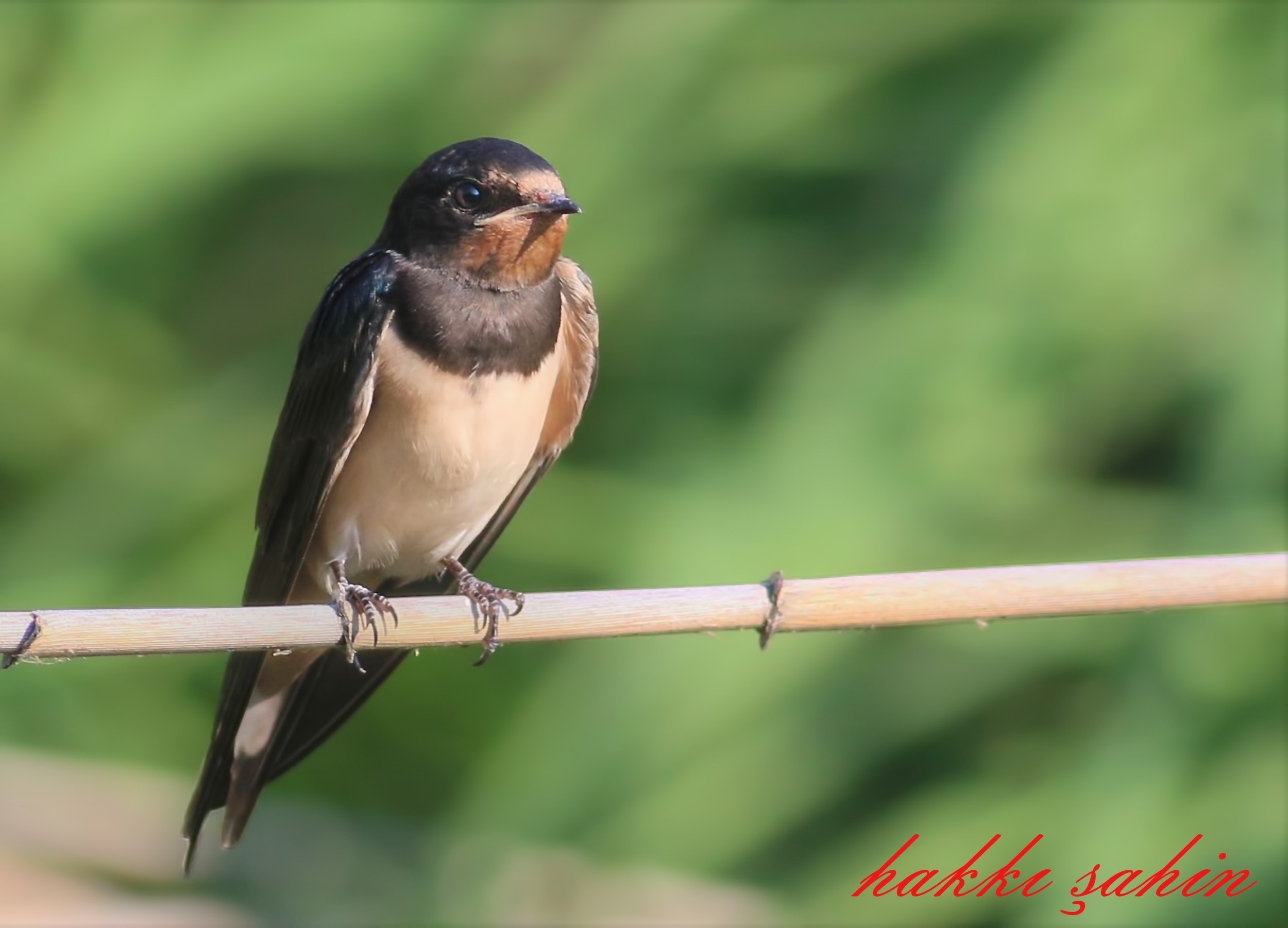 Barn Swallow