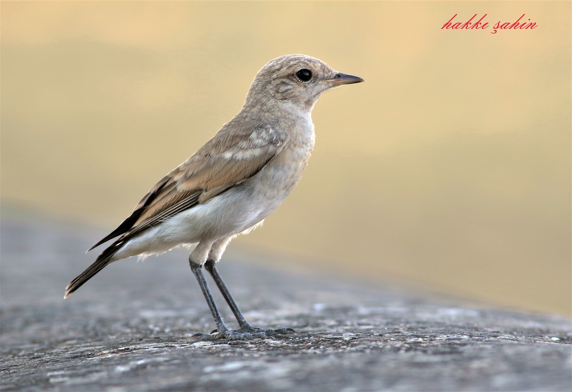 Isabelline Wheatear