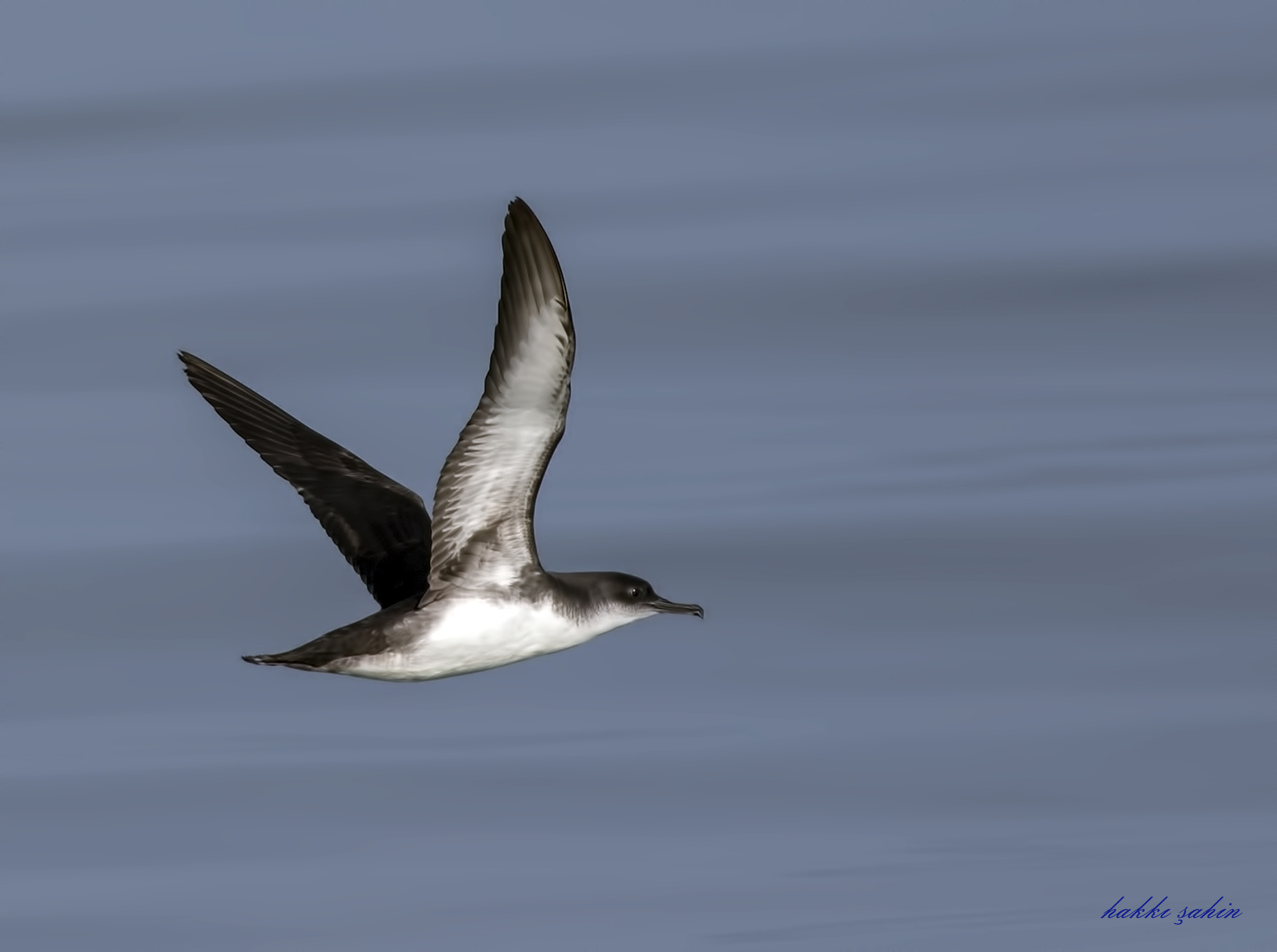 Yelkouan Shearwater