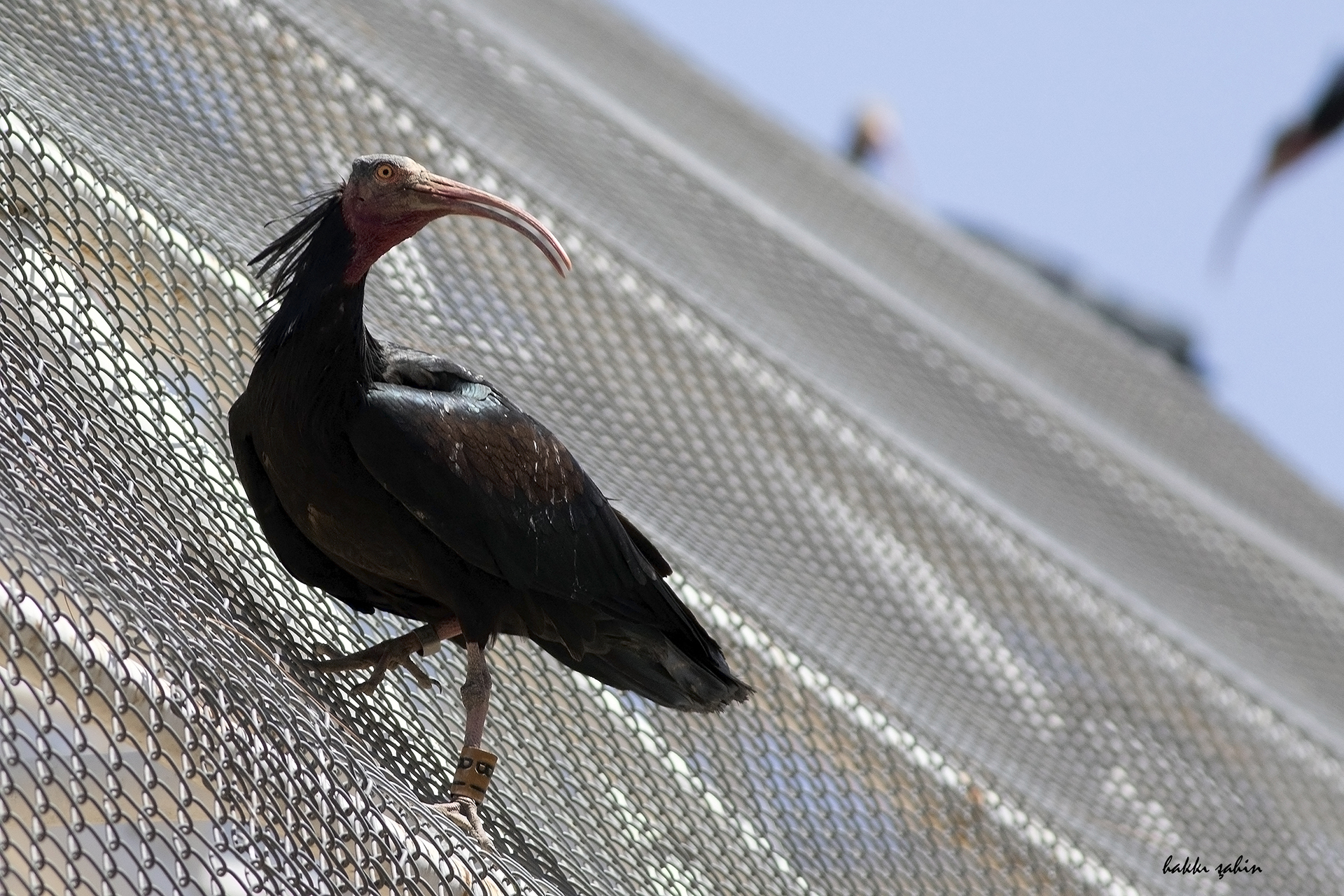 Northern Bald Ibis