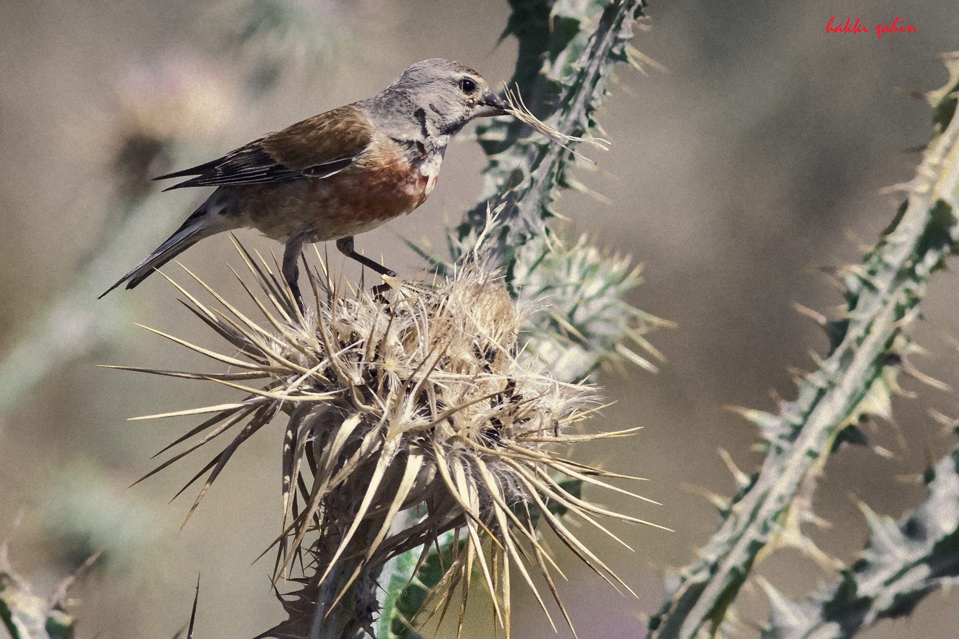 Eurasian Linnet