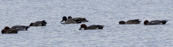 Eurasian Wigeon