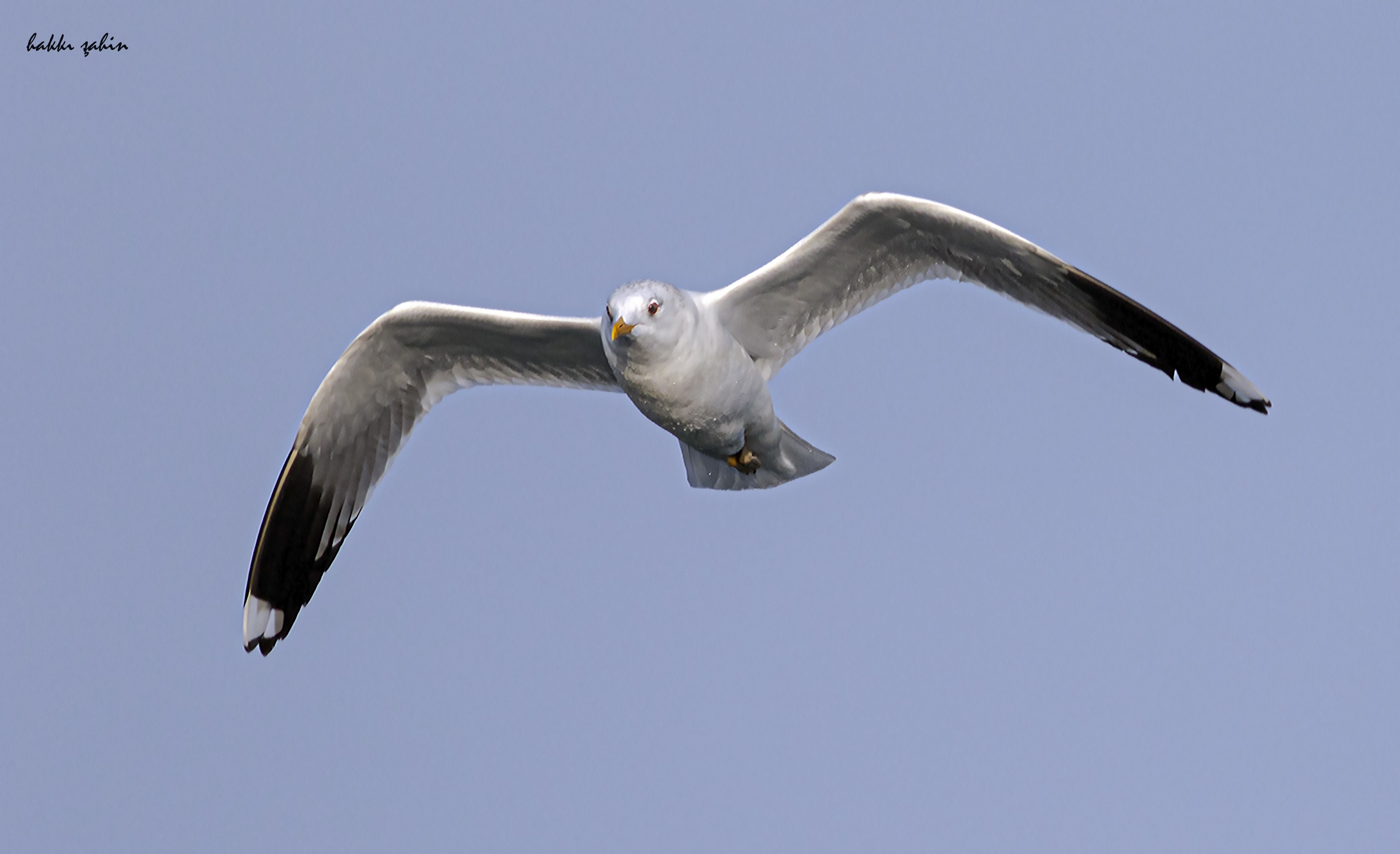 Mew Gull