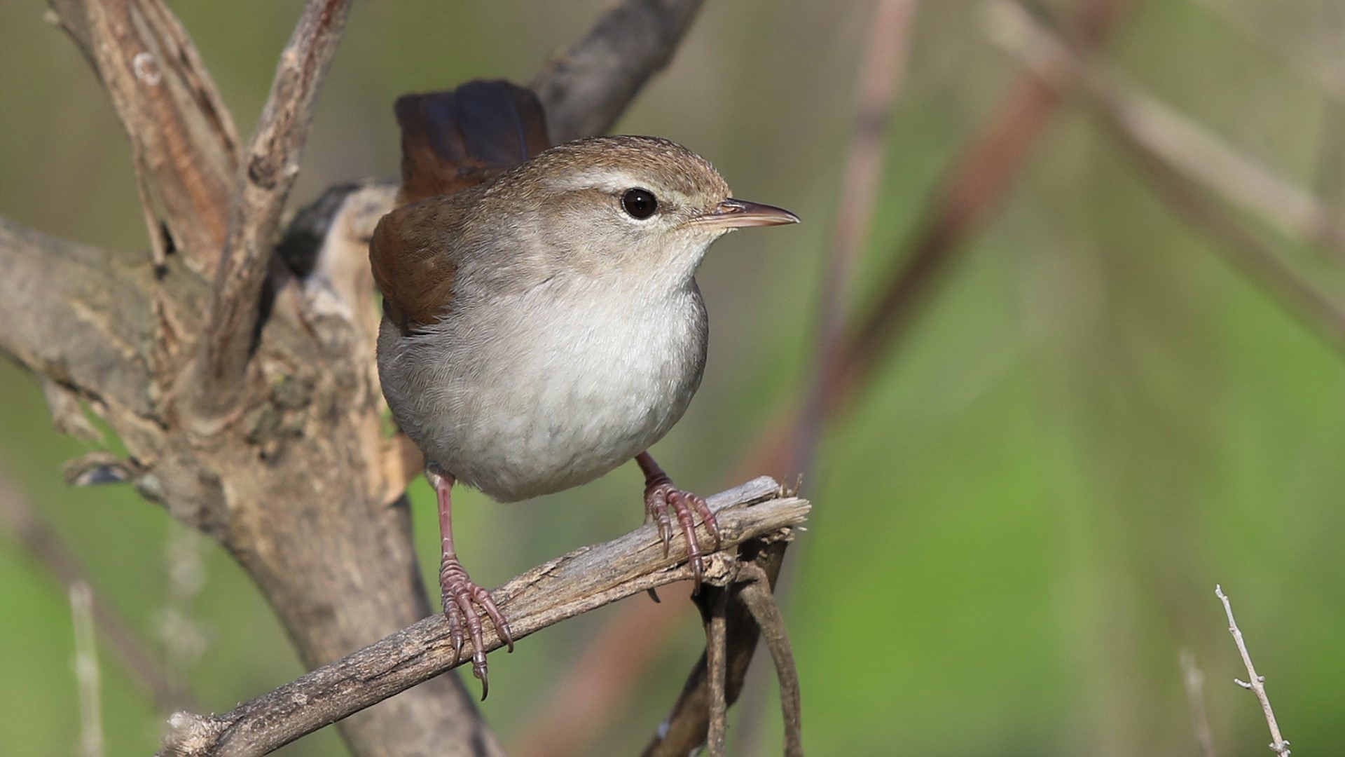 Cetti's Warbler
