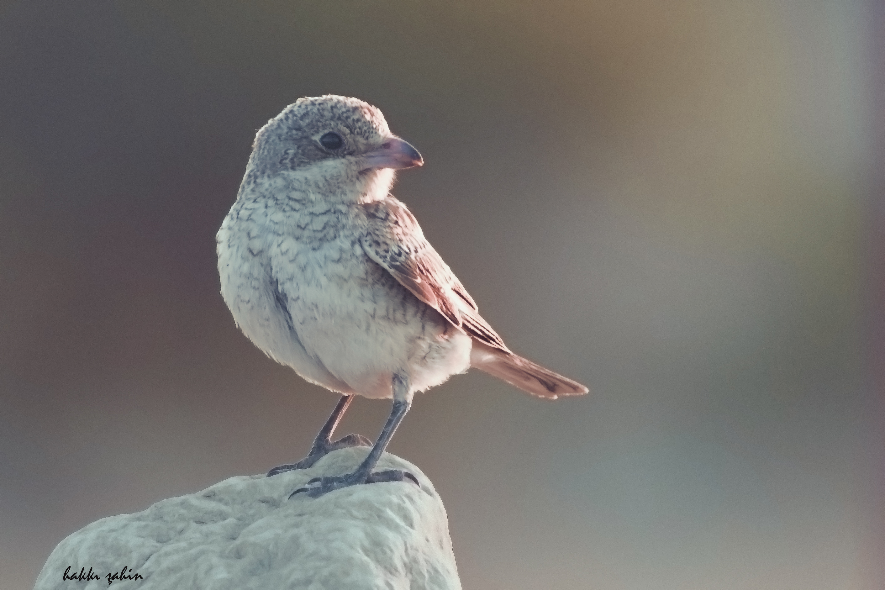 Red-backed Shrike