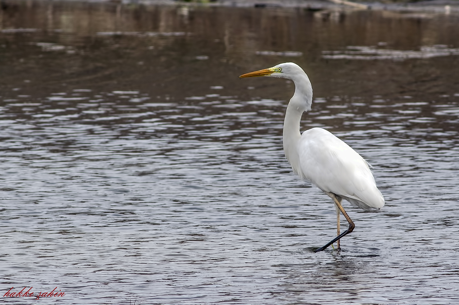 Great Egret