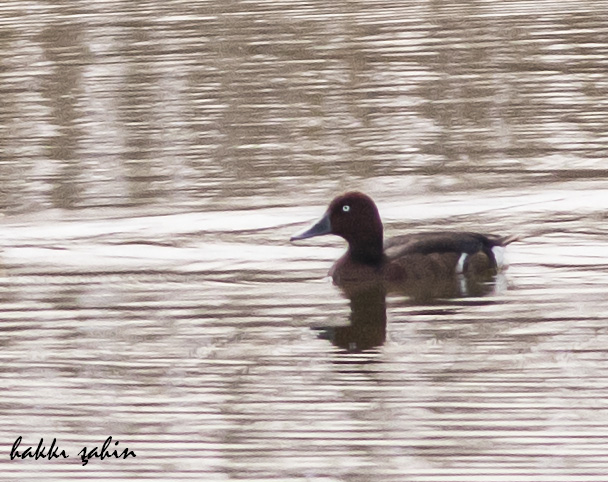 Ferruginous Duck