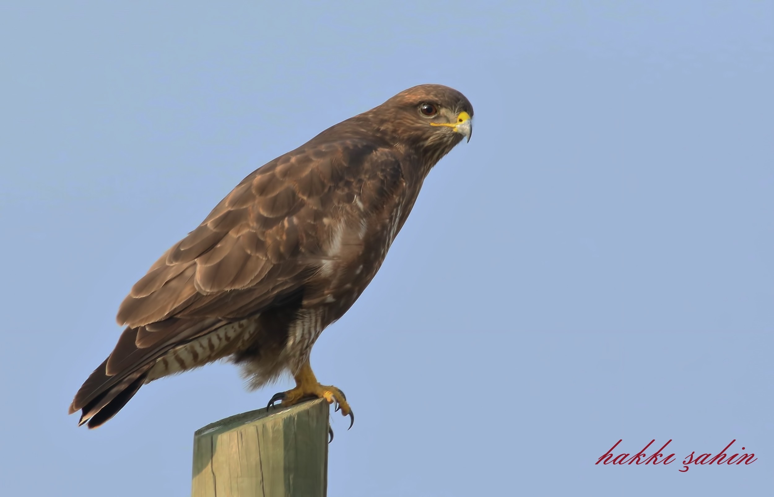 Common Buzzard