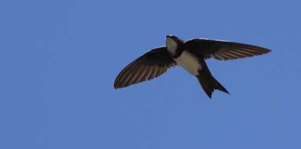 Alpine Swift