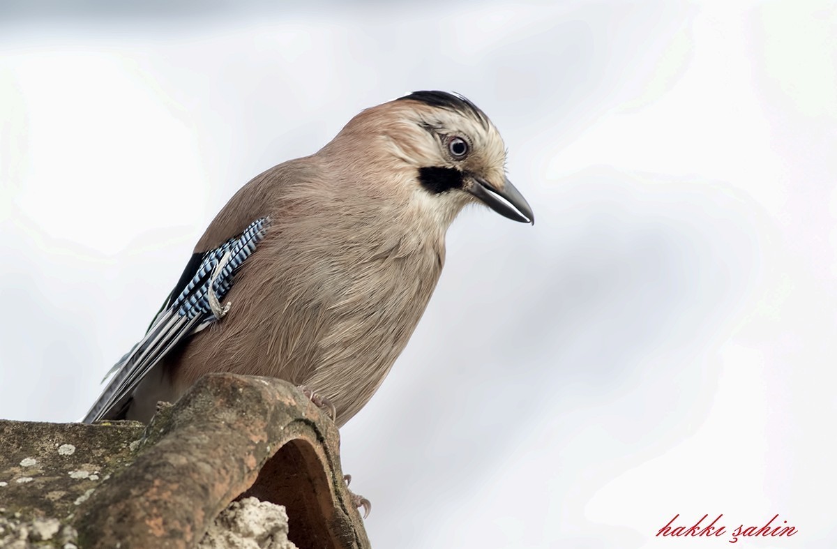 Eurasian Jay
