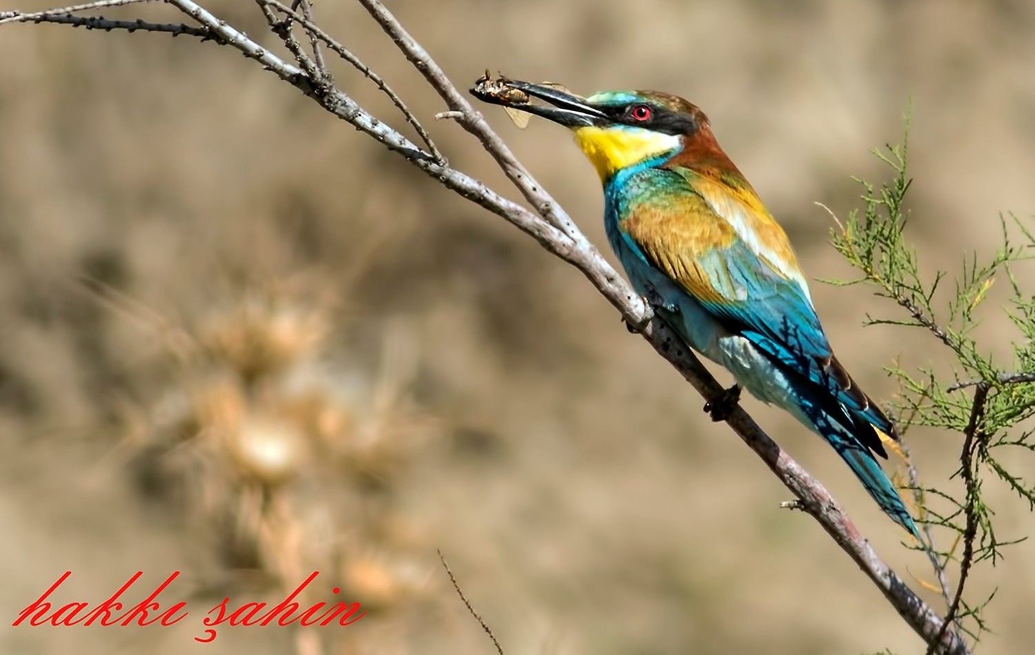European Bee-eater