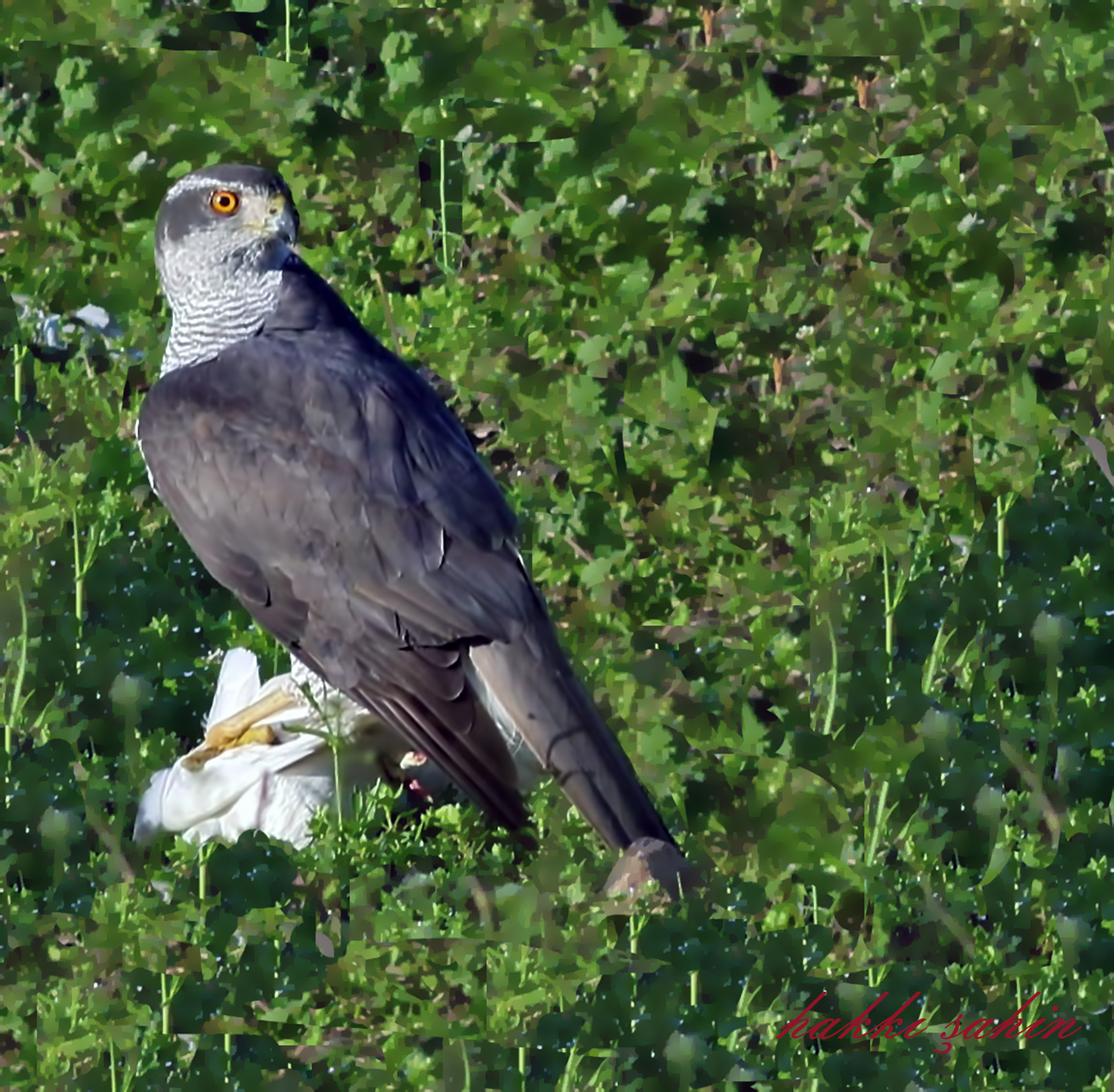 Northern Goshawk