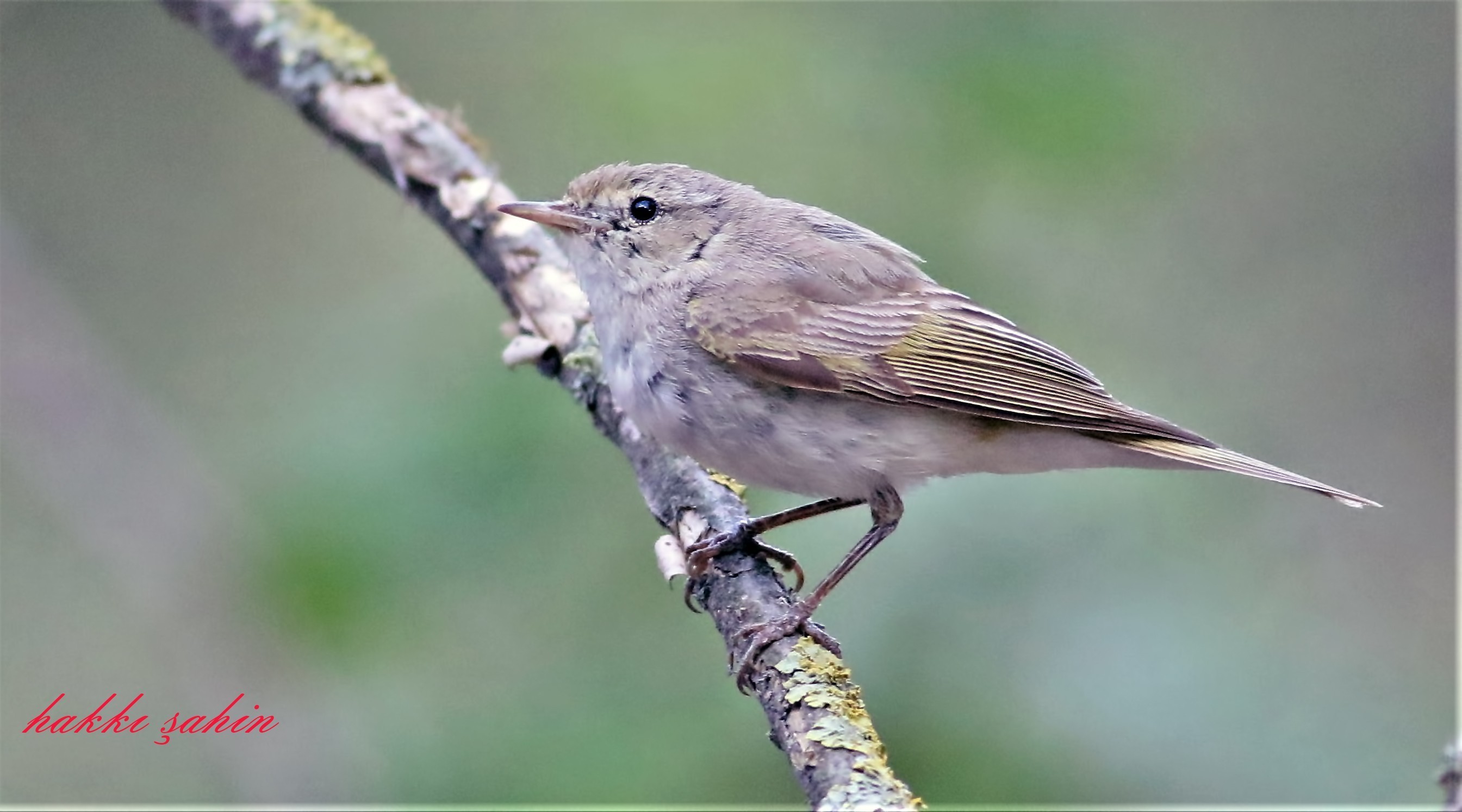 Eastern Bonelli's Warbler