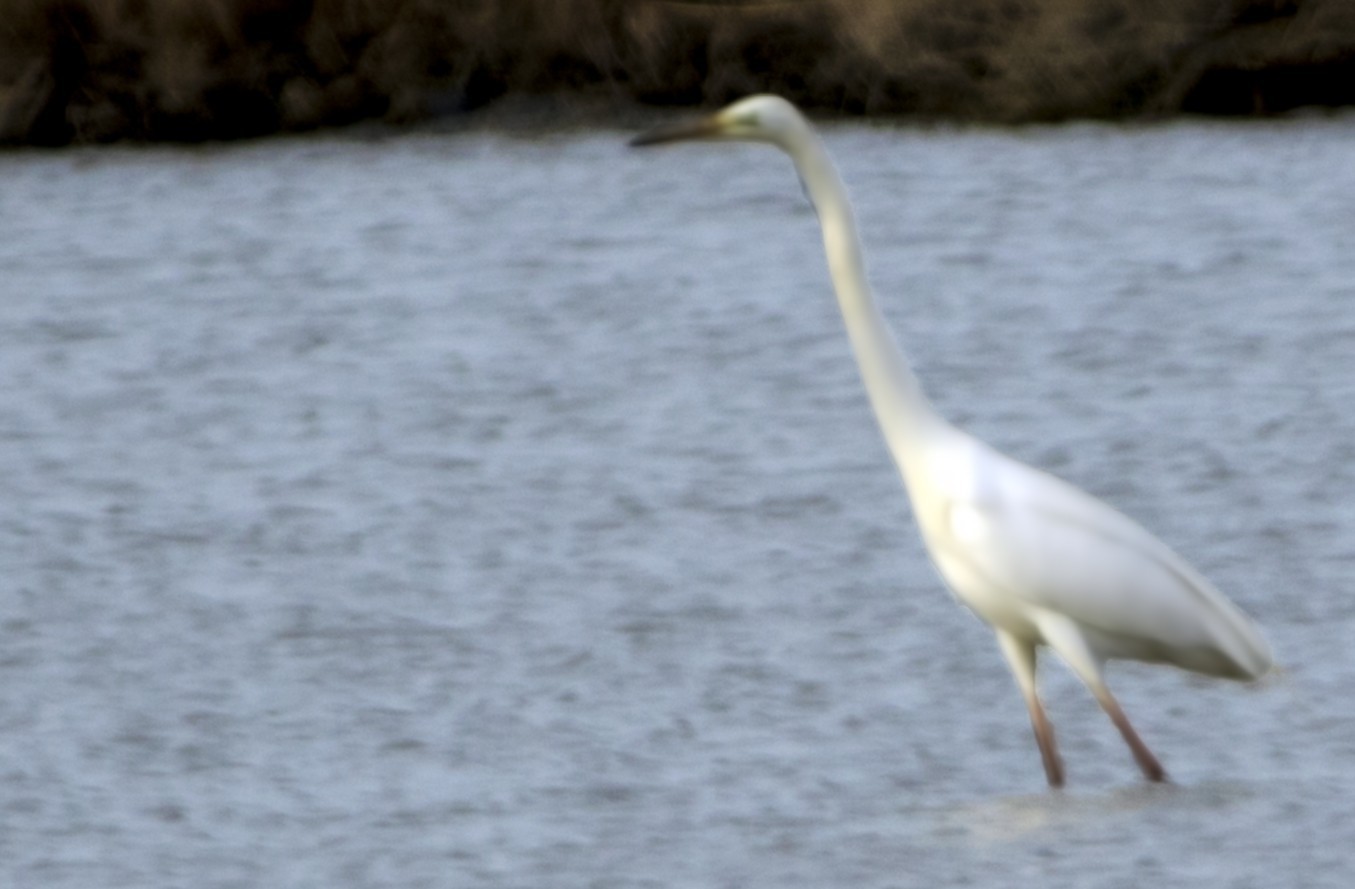 Great White Egret
