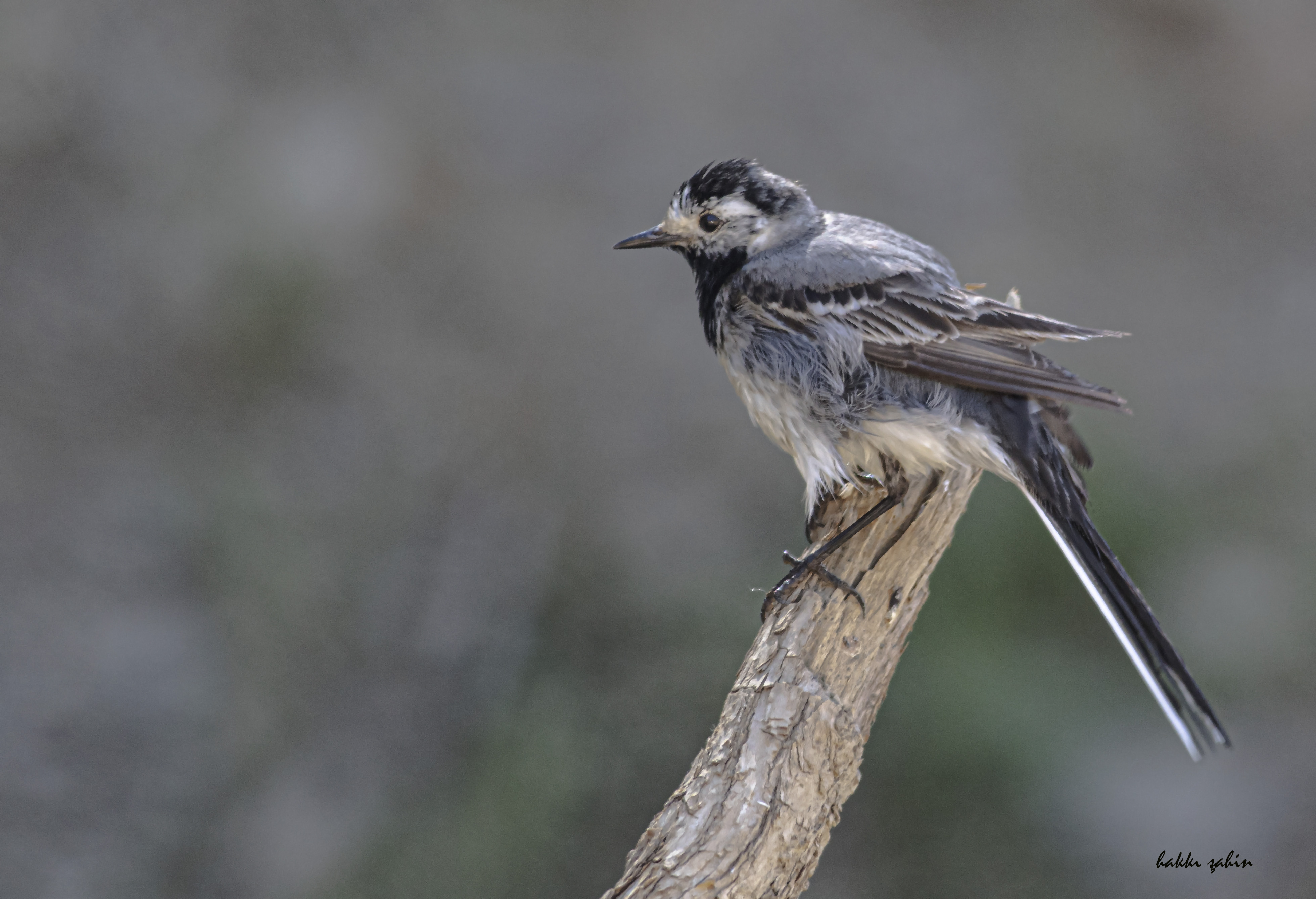 White Wagtail