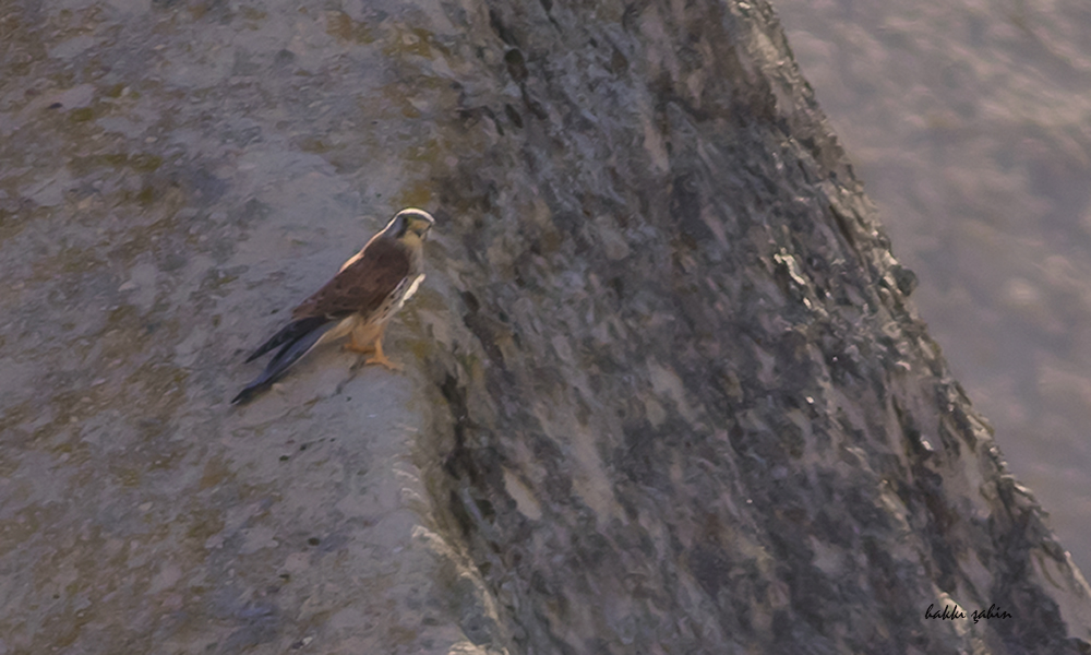 Eurasian Kestrel