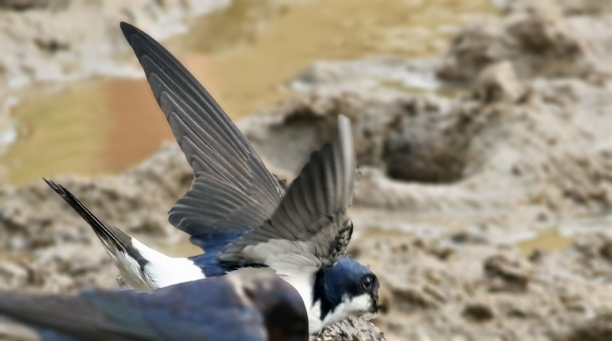 Northern House Martin