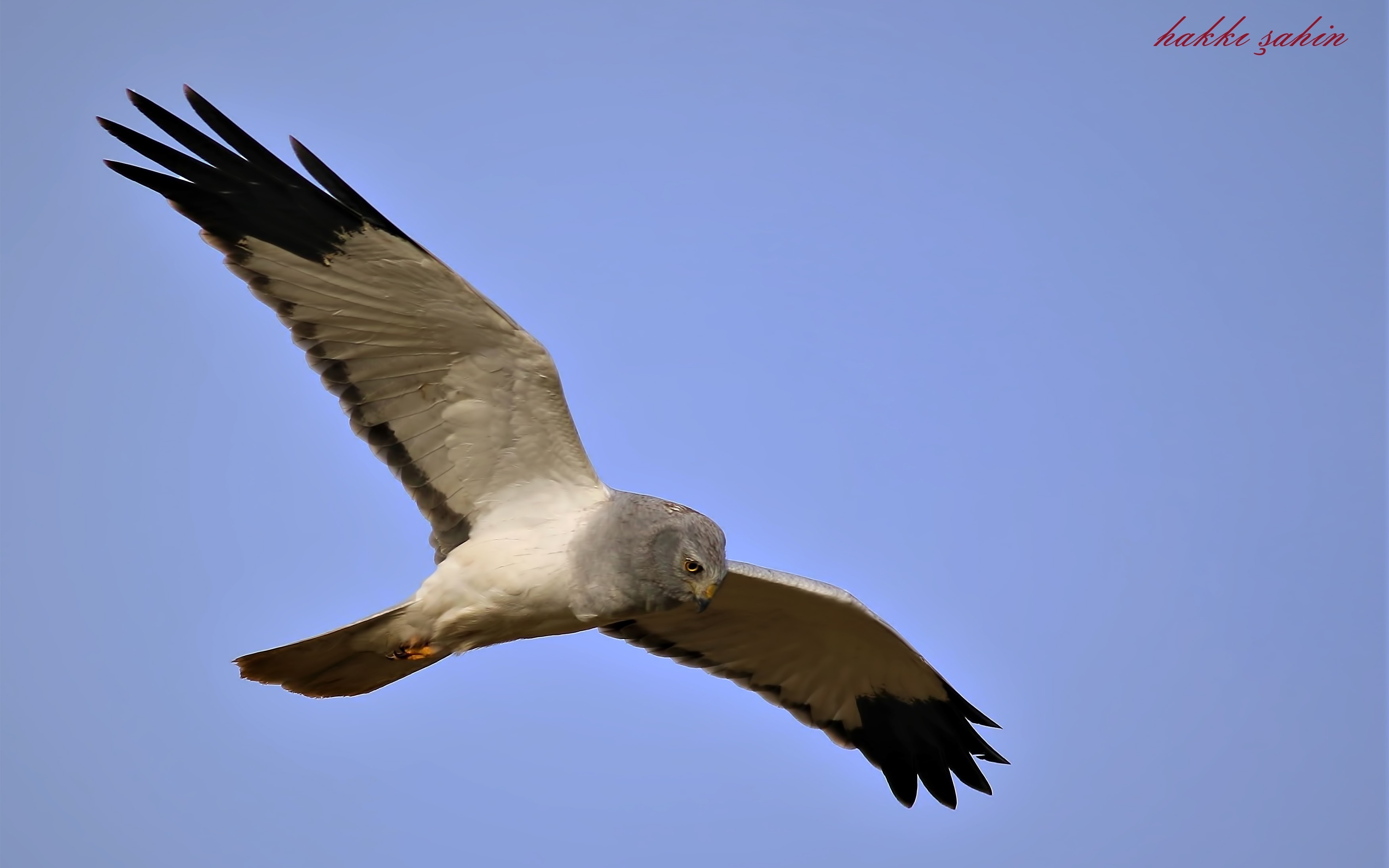 Hen Harrier