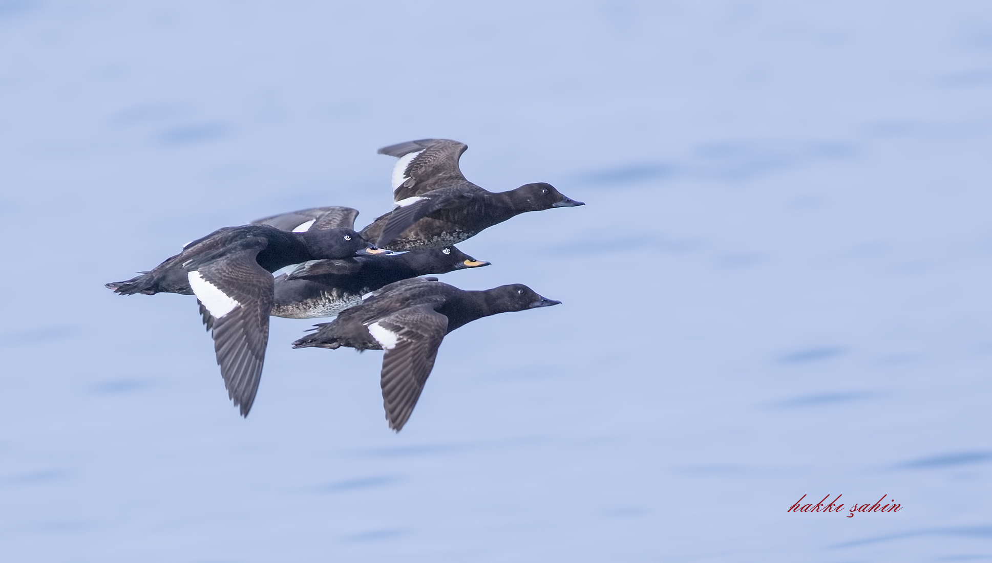 Velvet Scoter