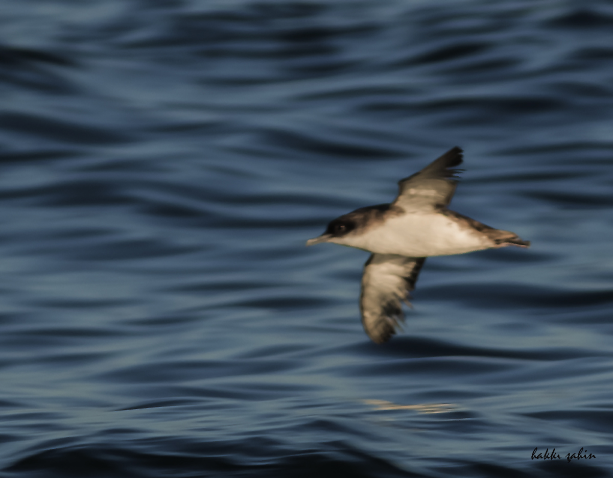 Yelkouan Shearwater