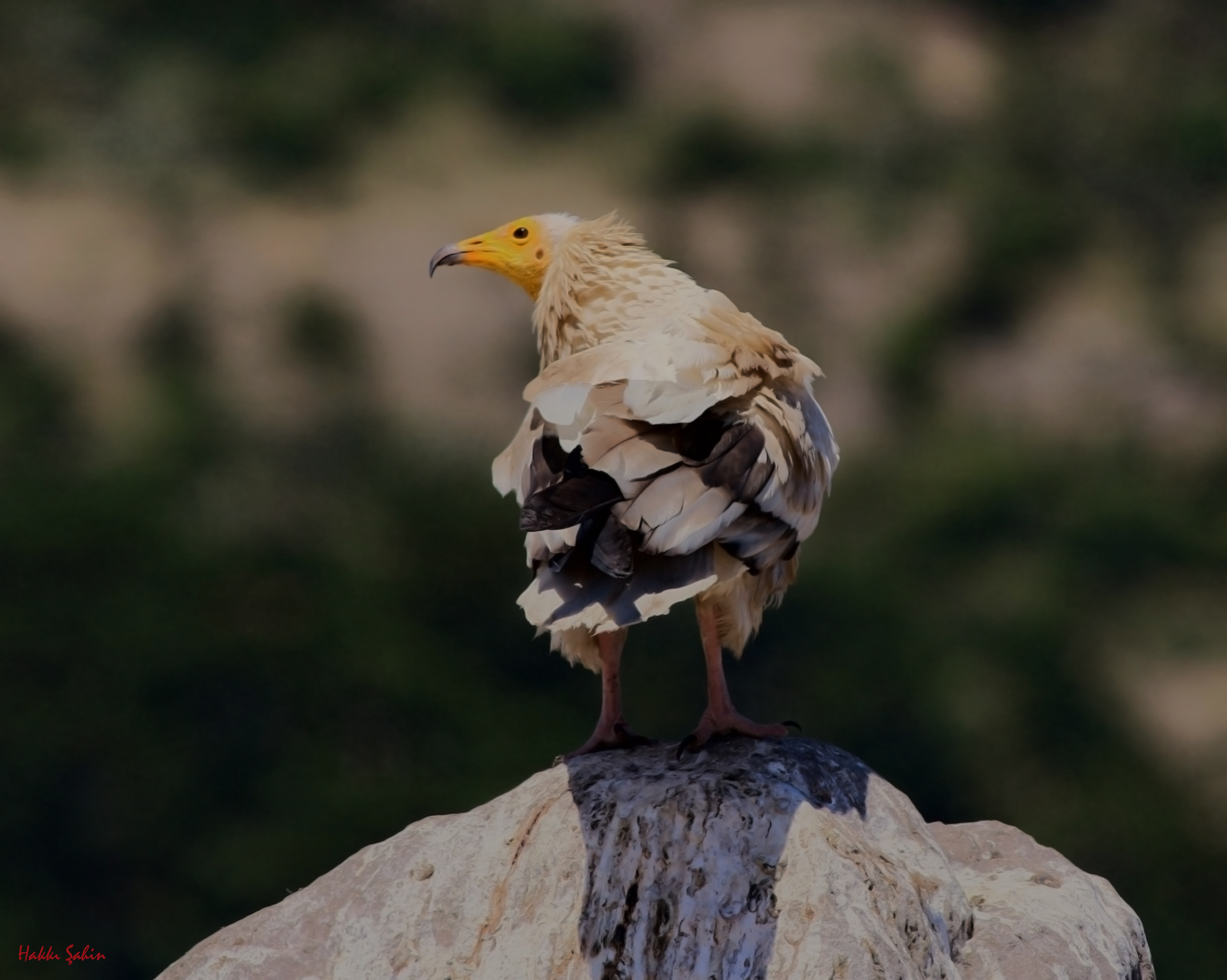 Egyptian Vulture