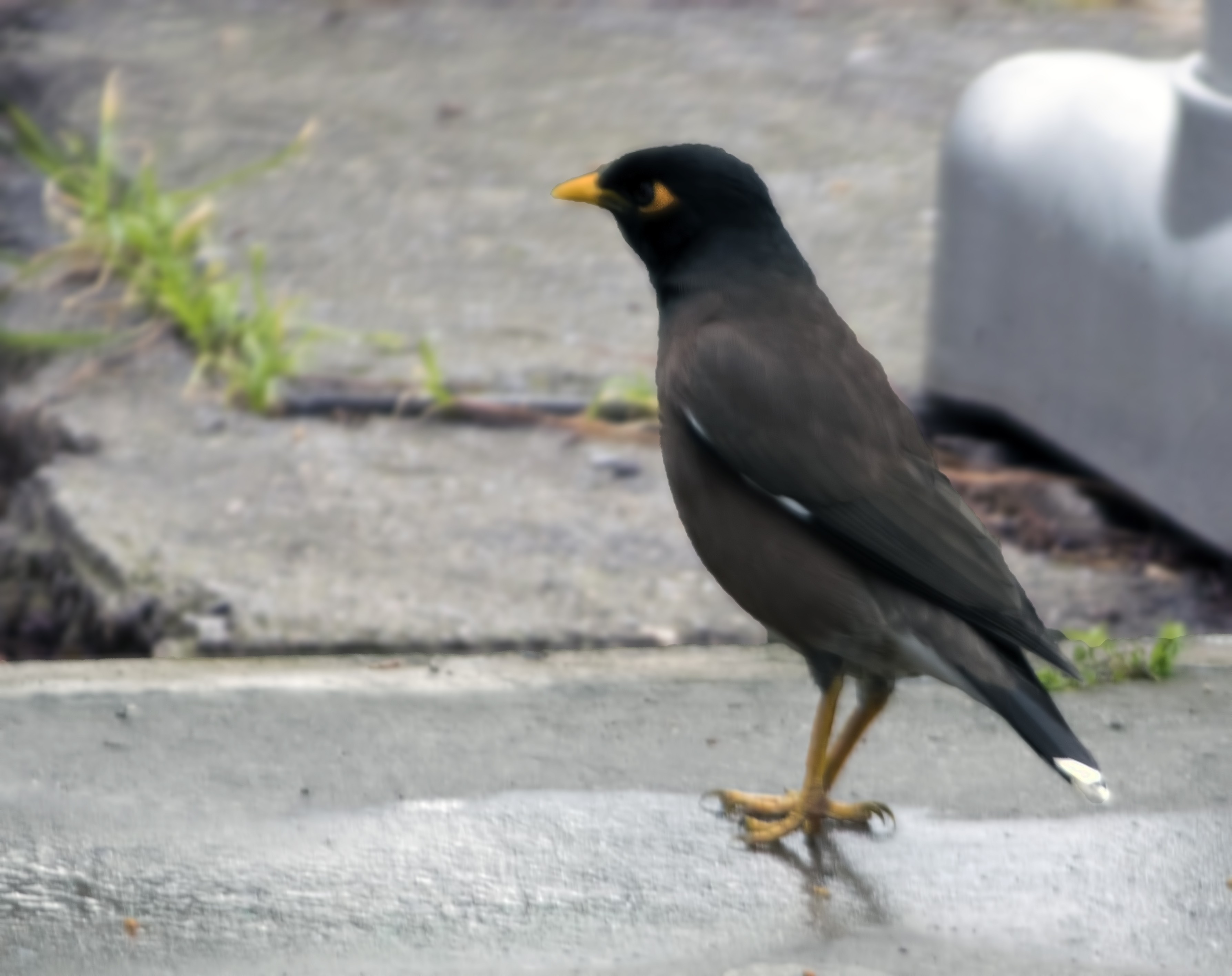 Common Myna