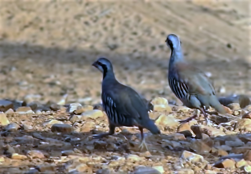 Chukar