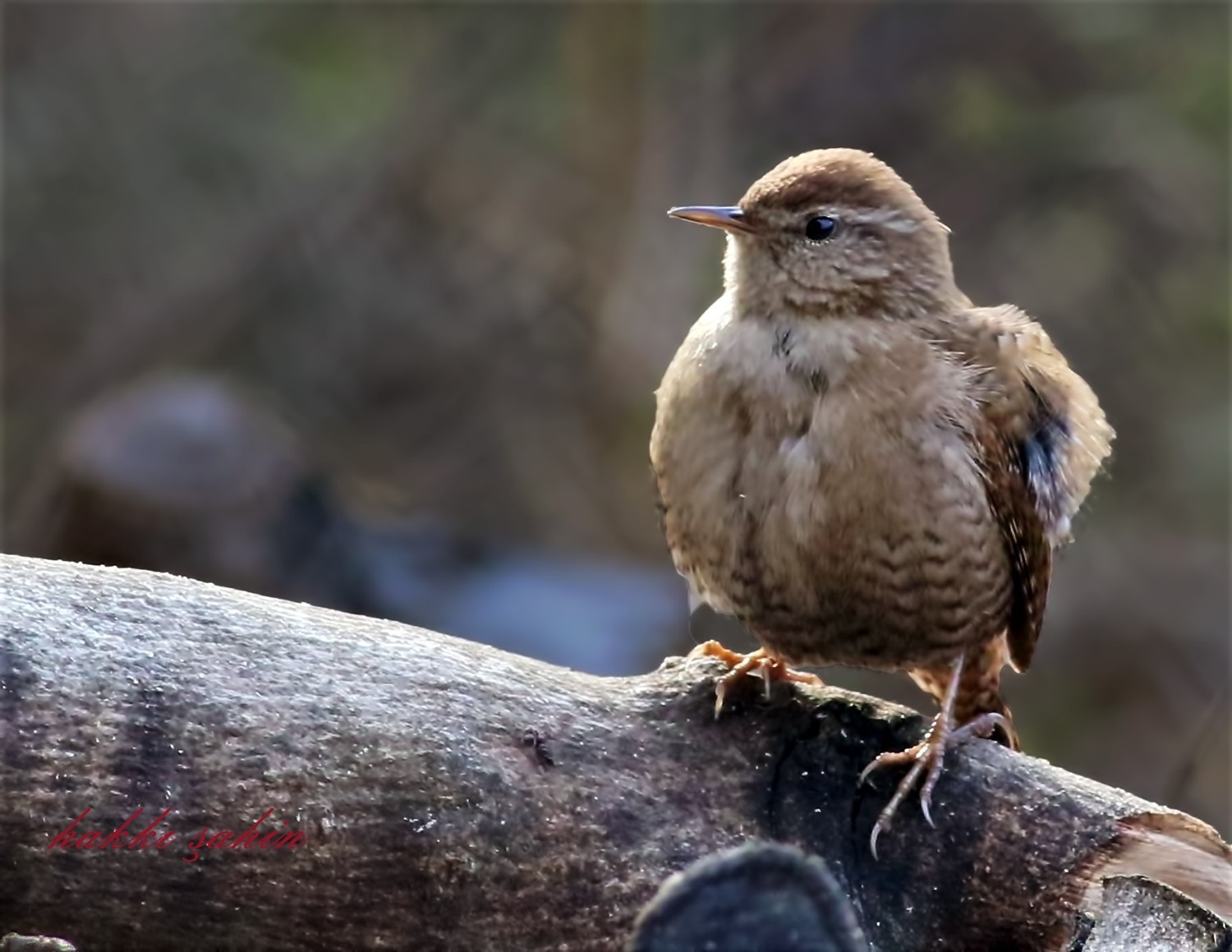 Eurasian Wren