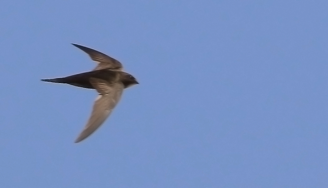 Common Swift