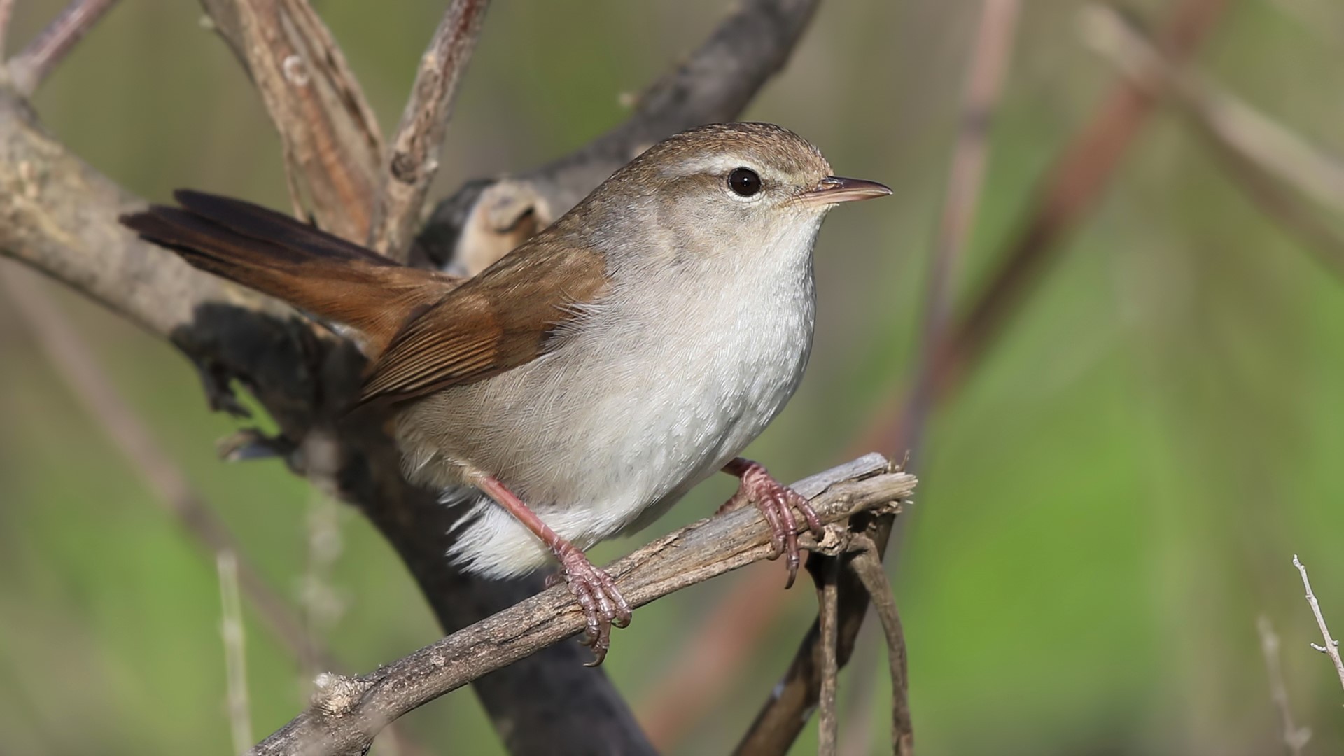 Cetti's Warbler