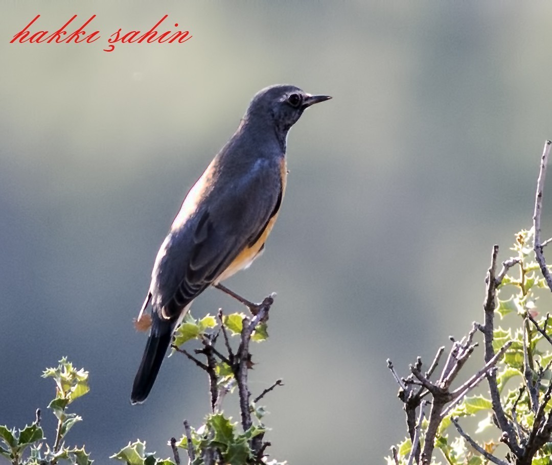 White-throated Robin