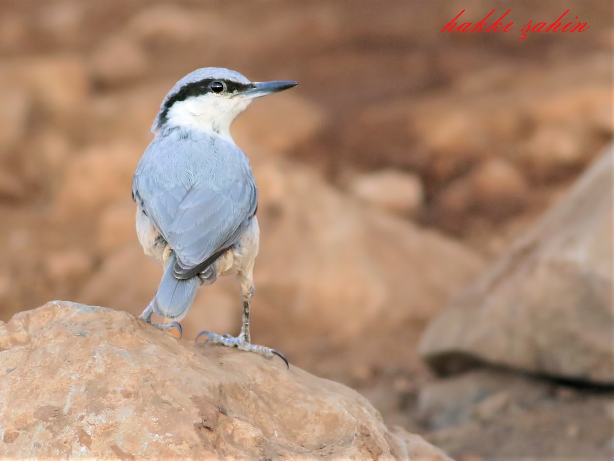 Western Rock Nuthatch