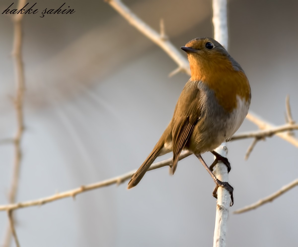 European Robin