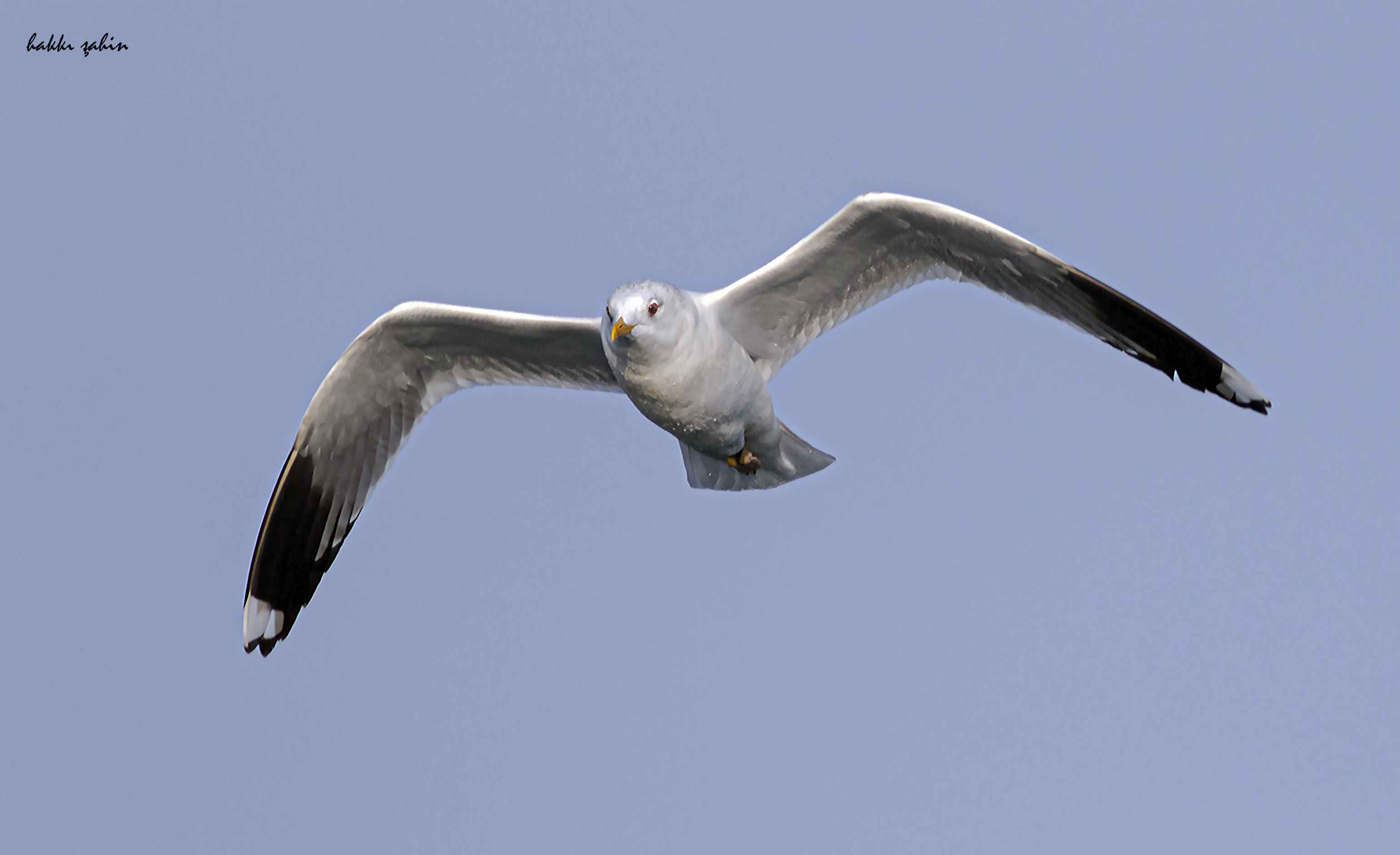 Mew Gull