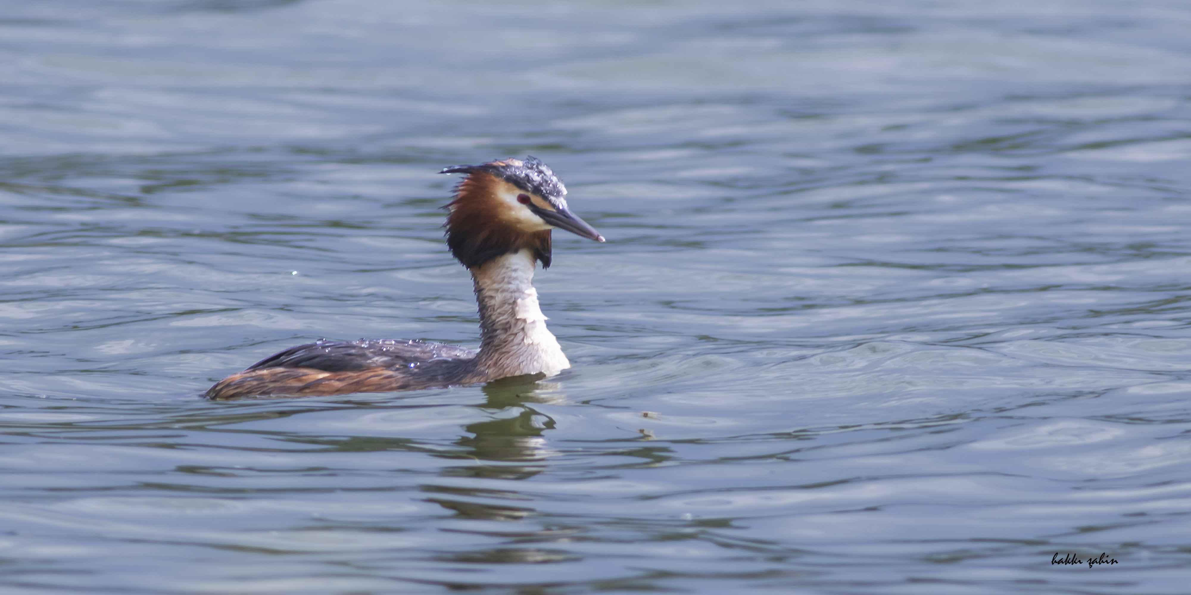 Great Crested Grebe