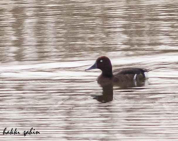 Ferruginous Duck