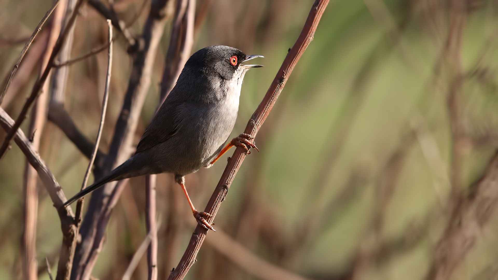 Sardinian Warbler