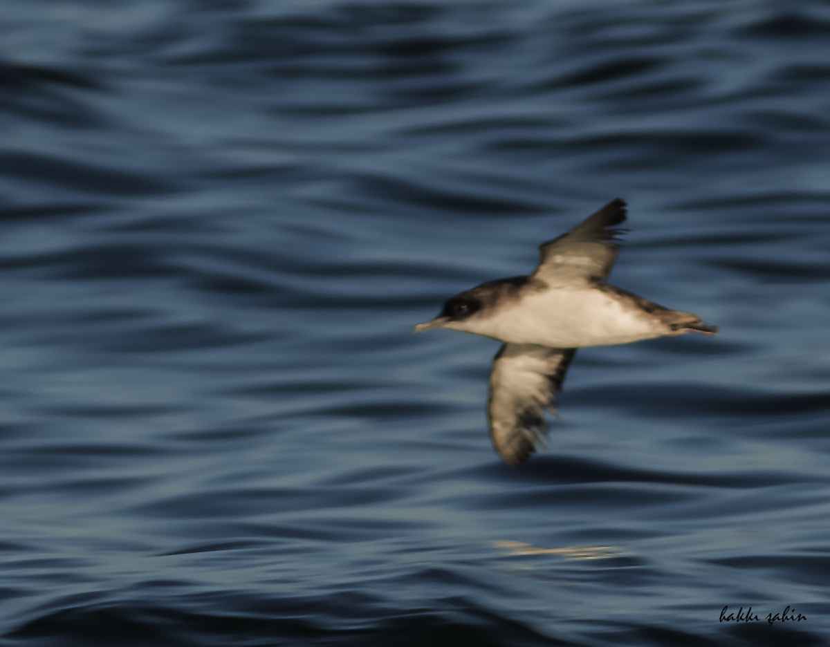 Yelkouan Shearwater