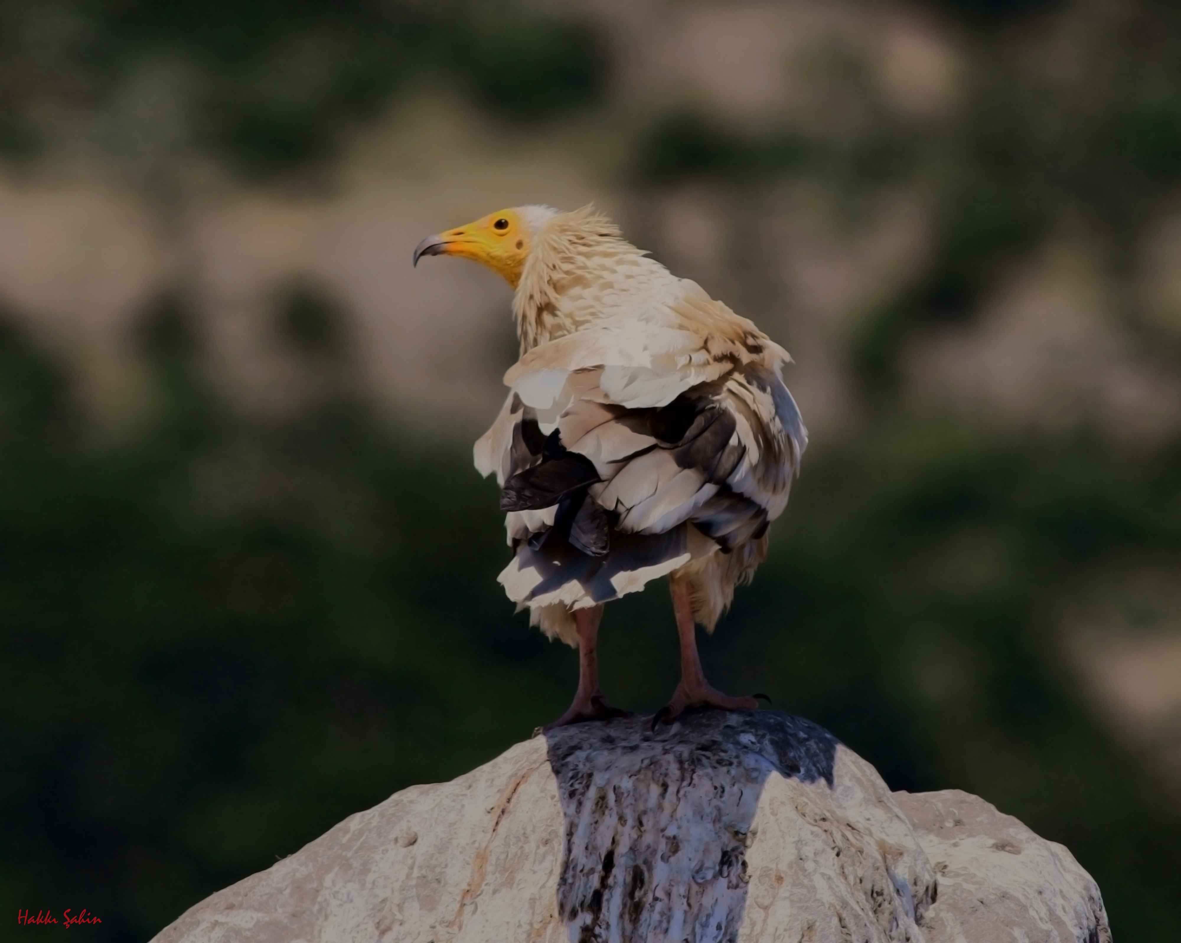 Egyptian Vulture