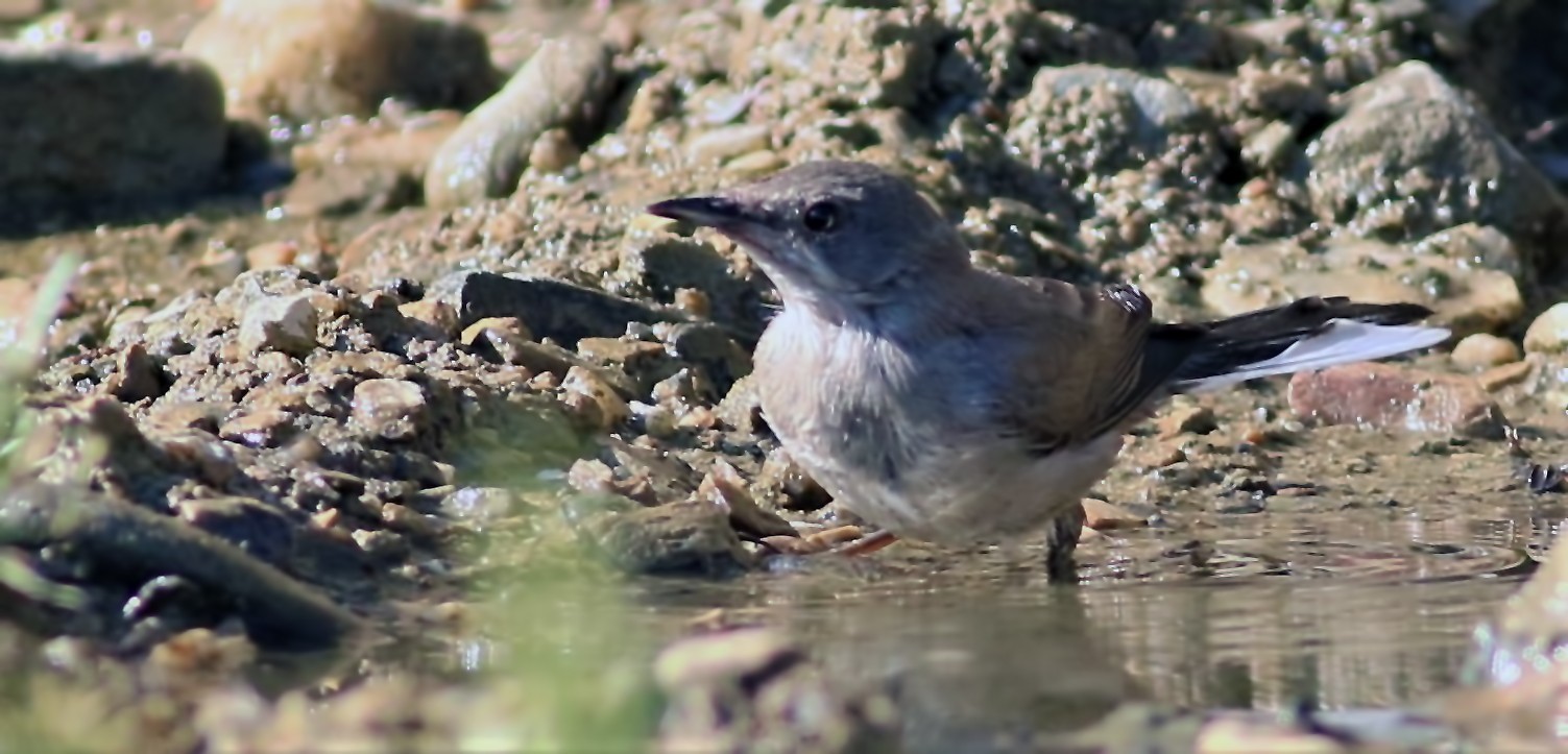 Bluethroat